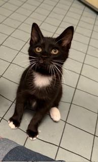 Pip, a Adoptable mixed breed in Greensboro, NC image 1/6