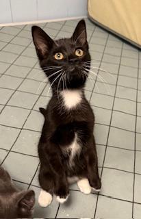 Pip, a Adoptable mixed breed in Greensboro, NC image 6/6