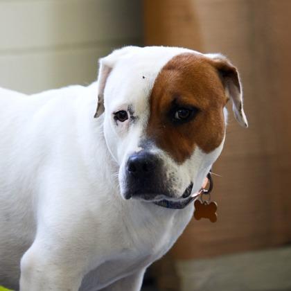 Enlarge Steve, a Adoptable Mixed Breed in Savannah, GA image 1/2