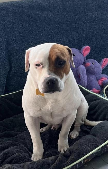 Enlarge Steve, a Adoptable Mixed Breed in Savannah, GA image 2/2