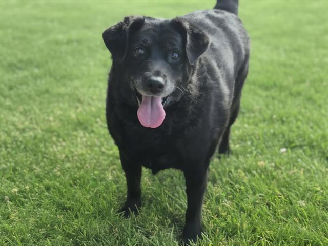 SWEET PEA, Adoptable, Senior Female Dachshund & Mixed Breed.