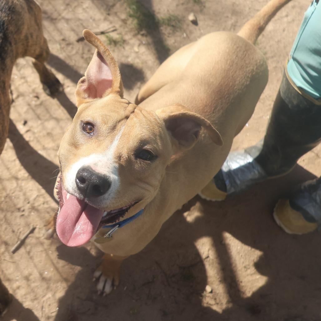 Rudy, Adoptable, Adult Male Mixed Breed.