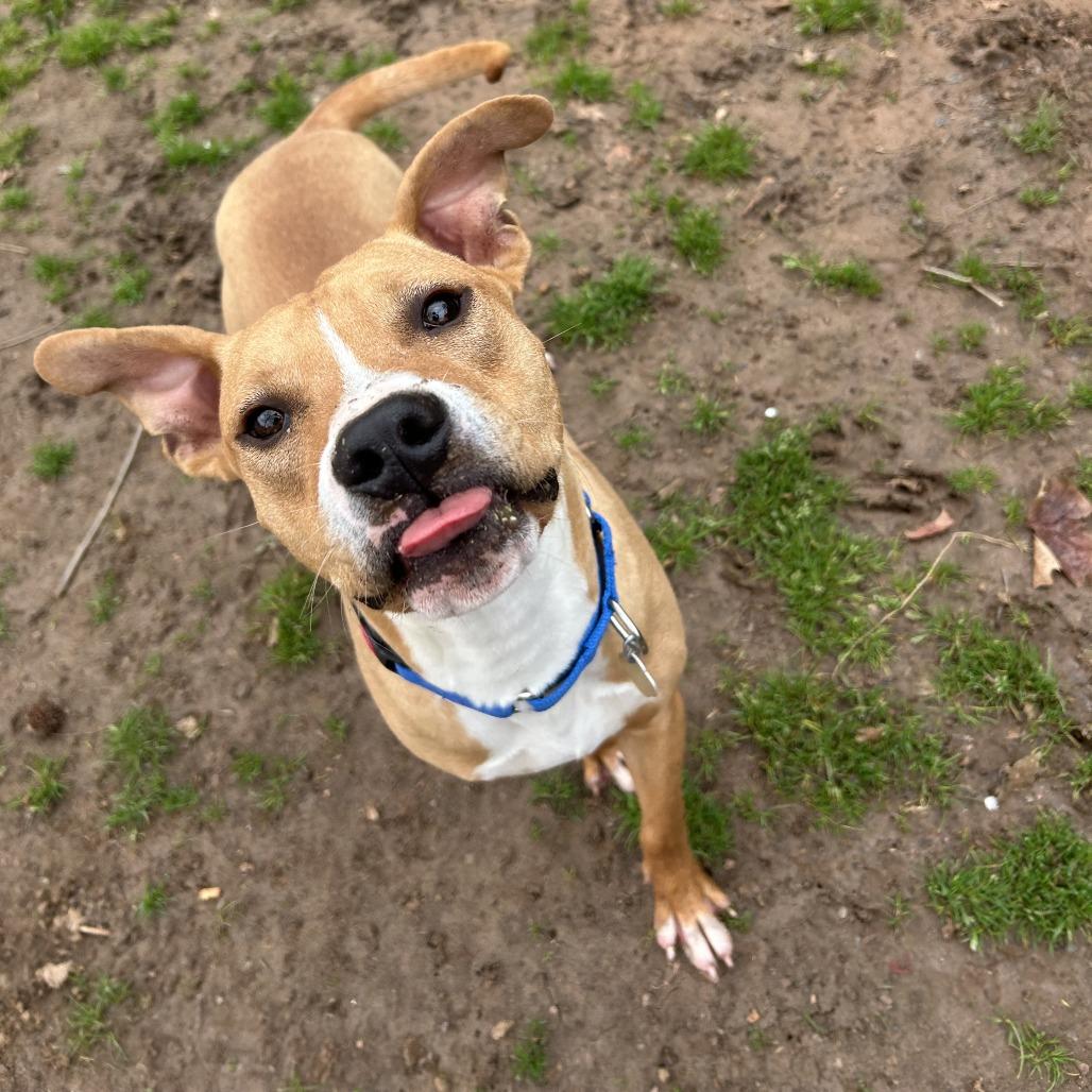 Rudy, Adoptable, Adult Male Mixed Breed.