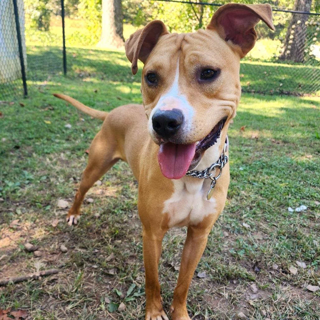 Rudy, a Adoptable Mixed Breed in Auburn, AL image 6/6