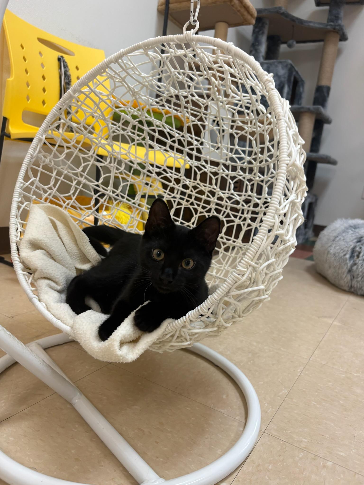 Hubba Bubba, a ADOPTABLE Domestic Short Hair in Paris, ME image 2/2