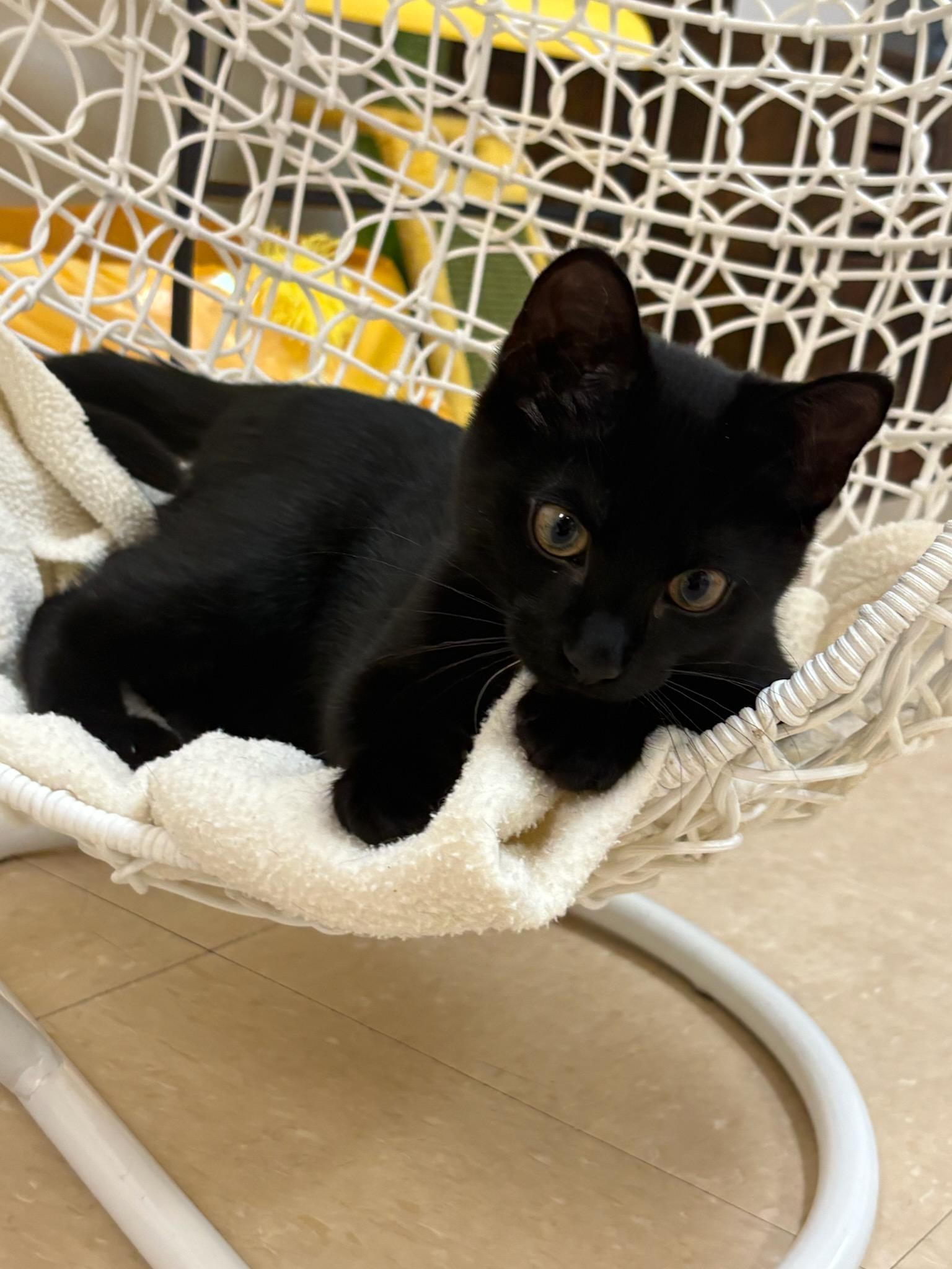 Hubba Bubba, ADOPTABLE, Kitten Male Domestic Short Hair.