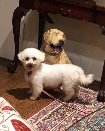 Enlarge Mariam, a Adoptable Bichon Frise in Bedford Hills, NY image 3/5