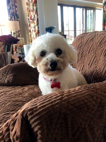 Mariam, Adoptable, Adult Female Bichon Frise.