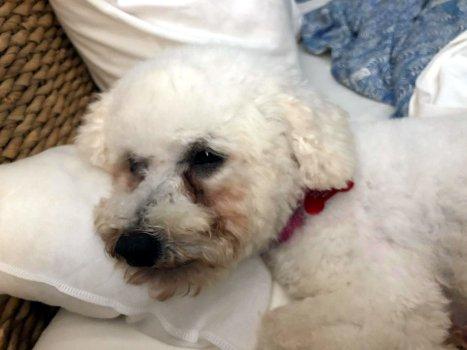 Enlarge Mariam, a Adoptable Bichon Frise in Bedford Hills, NY image 5/5