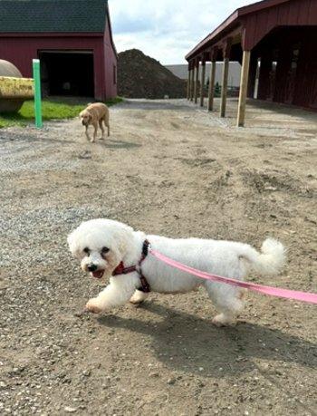 Enlarge Mariam, a Adoptable Bichon Frise in Bedford Hills, NY image 4/5