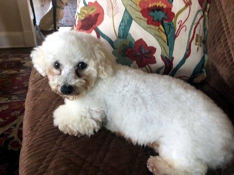 Enlarge Mariam, a Adoptable Bichon Frise in Bedford Hills, NY image 2/5