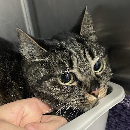 Enlarge Ellis, a Adoptable Domestic Short Hair in Port Charlotte, FL image 1/1