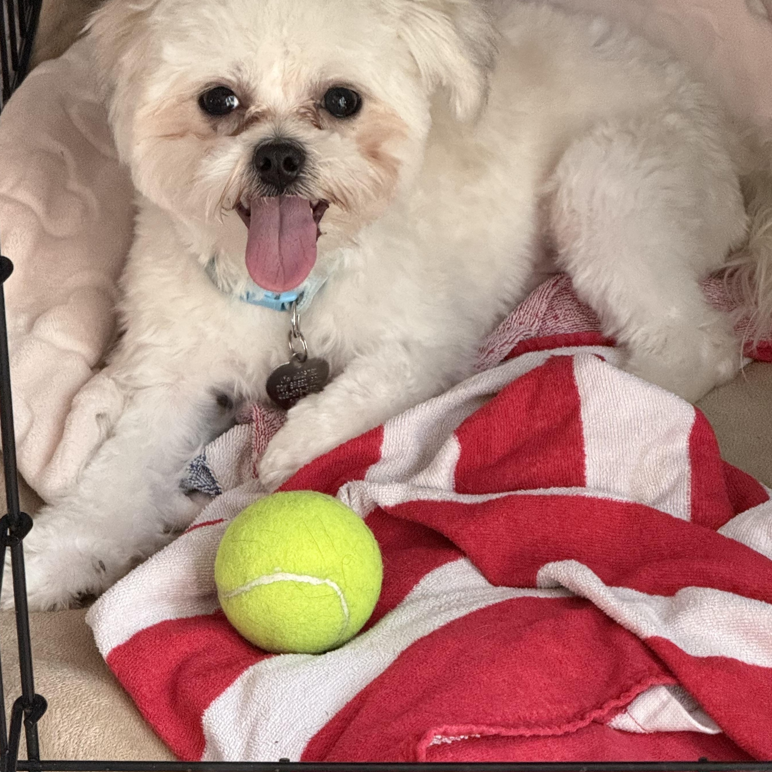 Ace, Adoptable, Young Male Maltese & Shih Tzu.