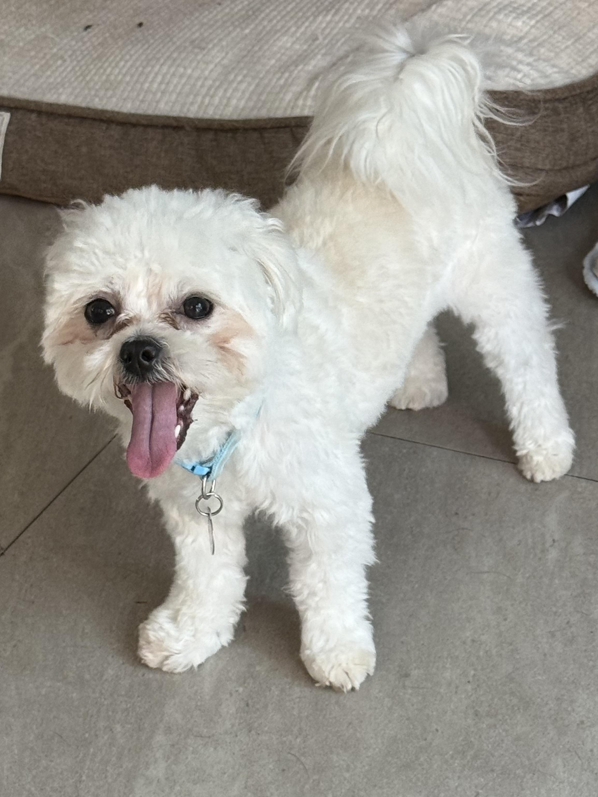 Ace, a Adoptable mixed breed in Fremont, CA image 2/2
