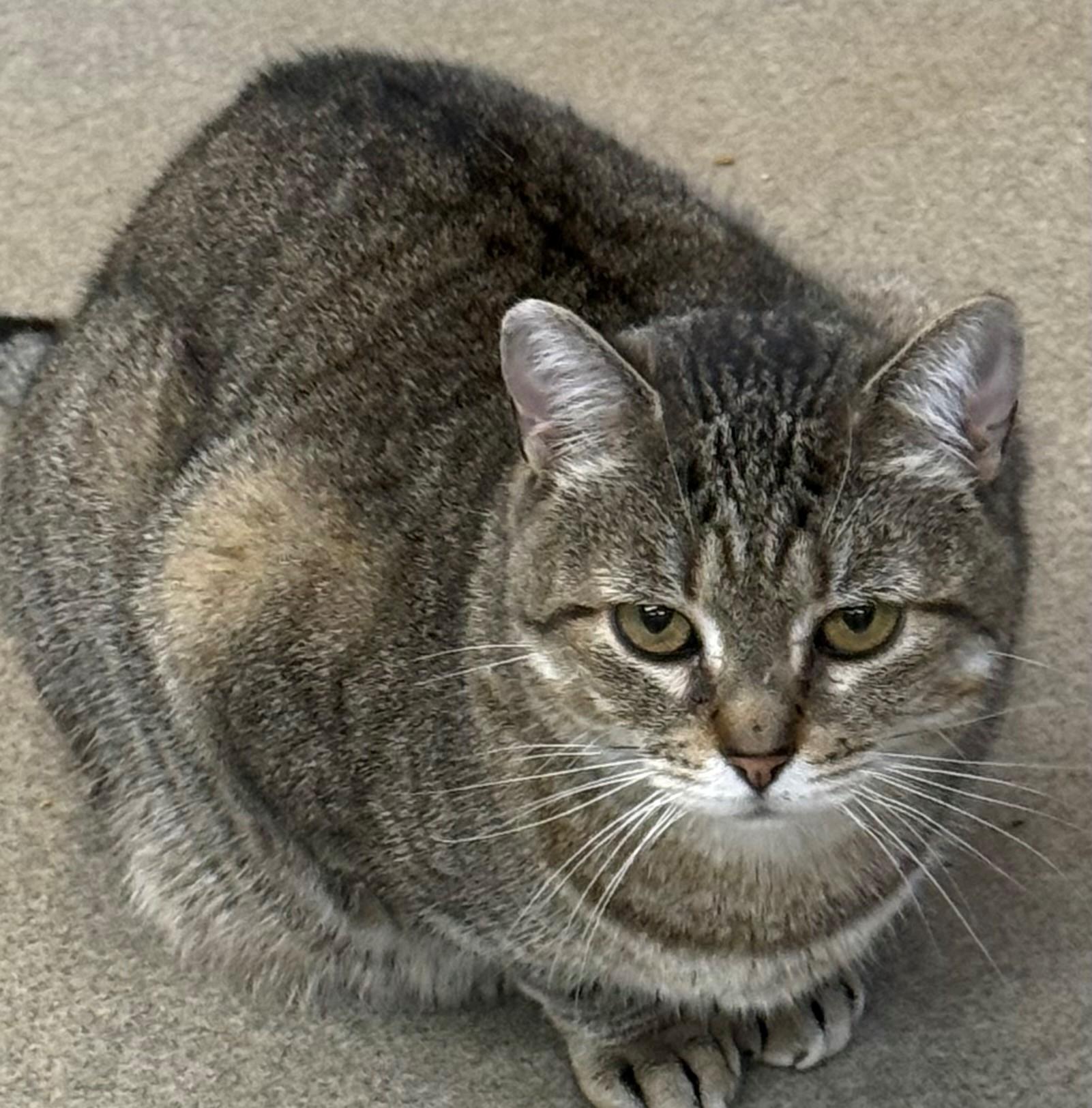 Enlarge Grace O'Malley, a ADOPTABLE Domestic Short Hair in Edison, NJ image 1/1