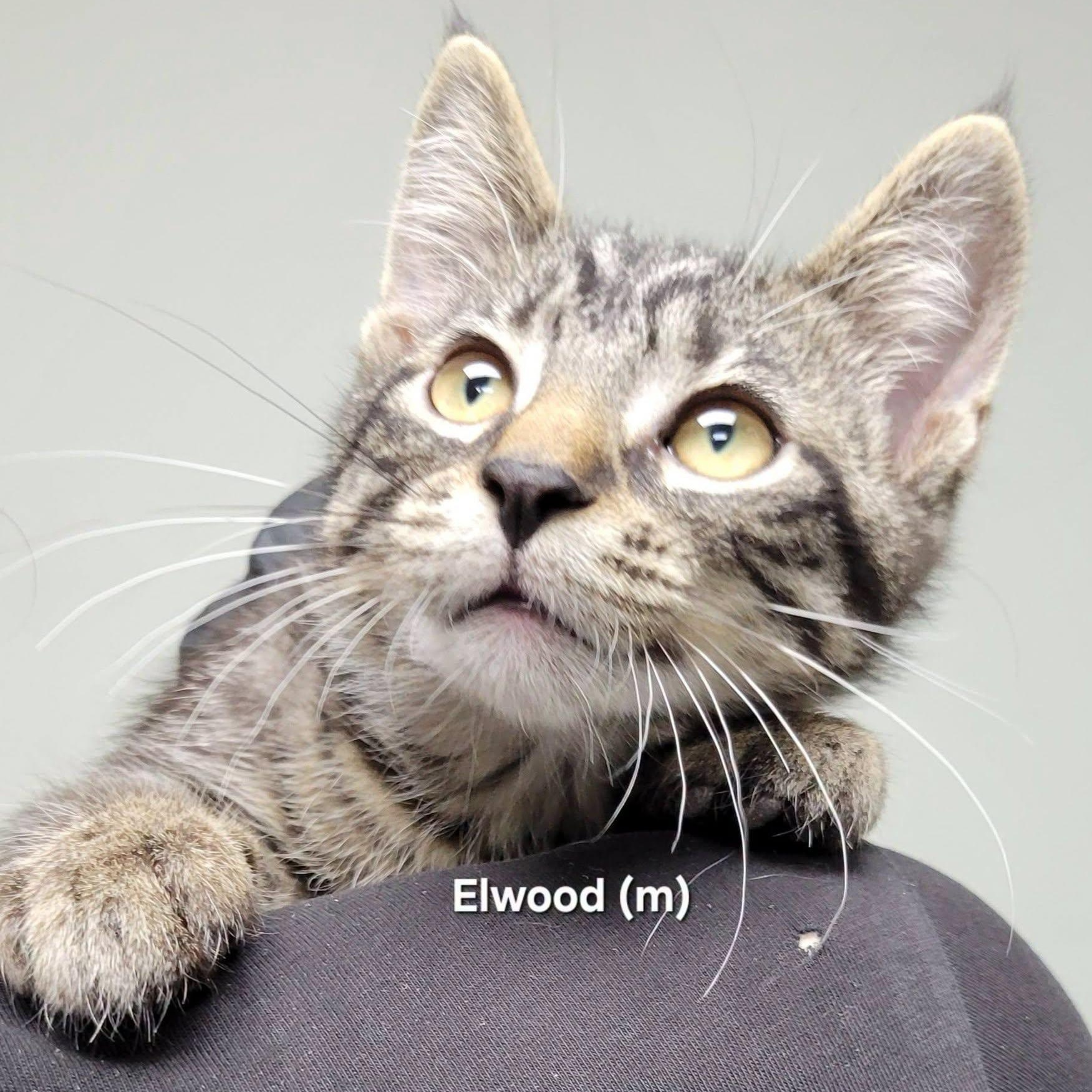 Elwood