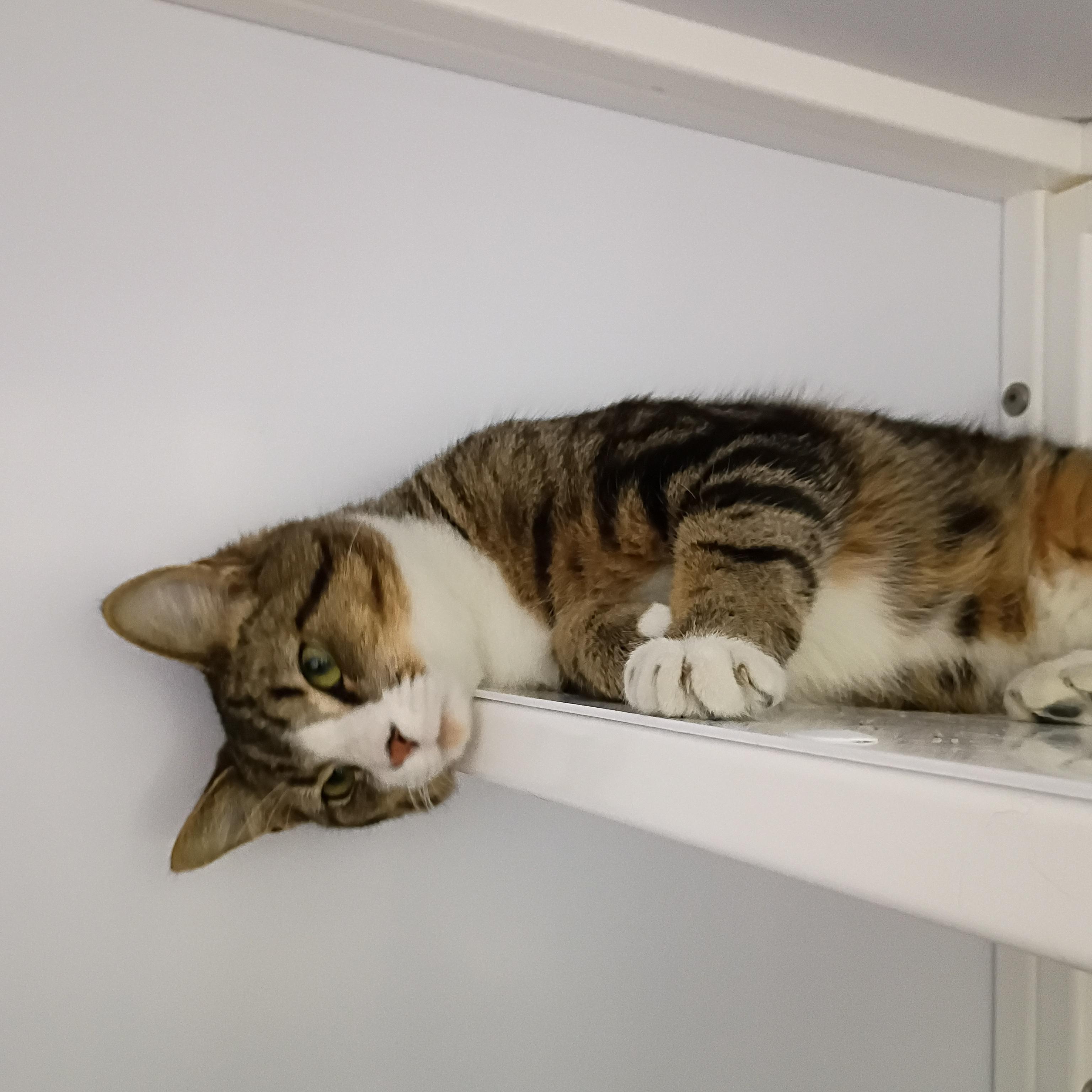 Enlarge Sunny, a Adopted Tabby in Rogersville, TN image 3/4