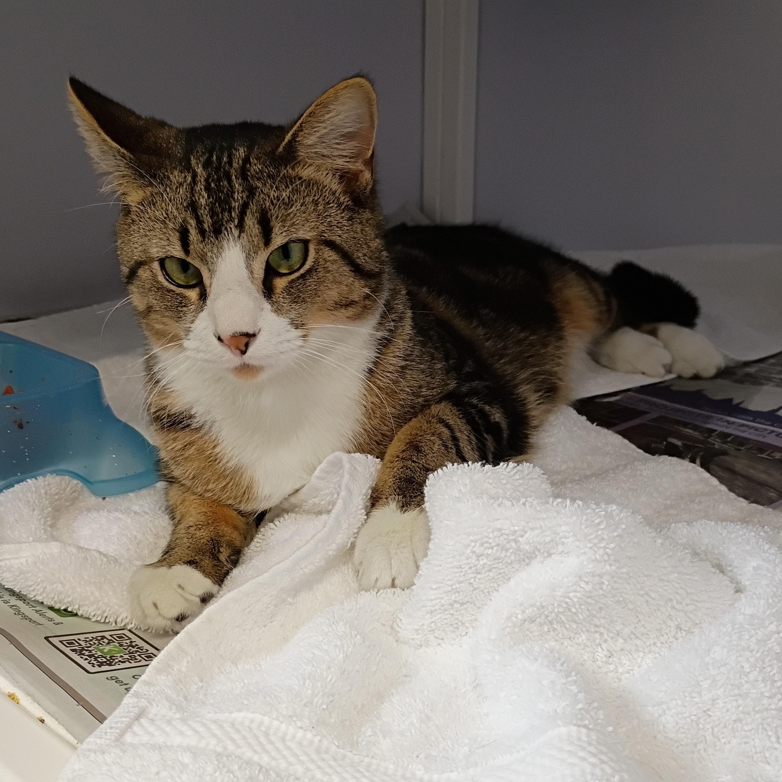 Enlarge Sunny, a Adopted Tabby in Rogersville, TN image 4/4