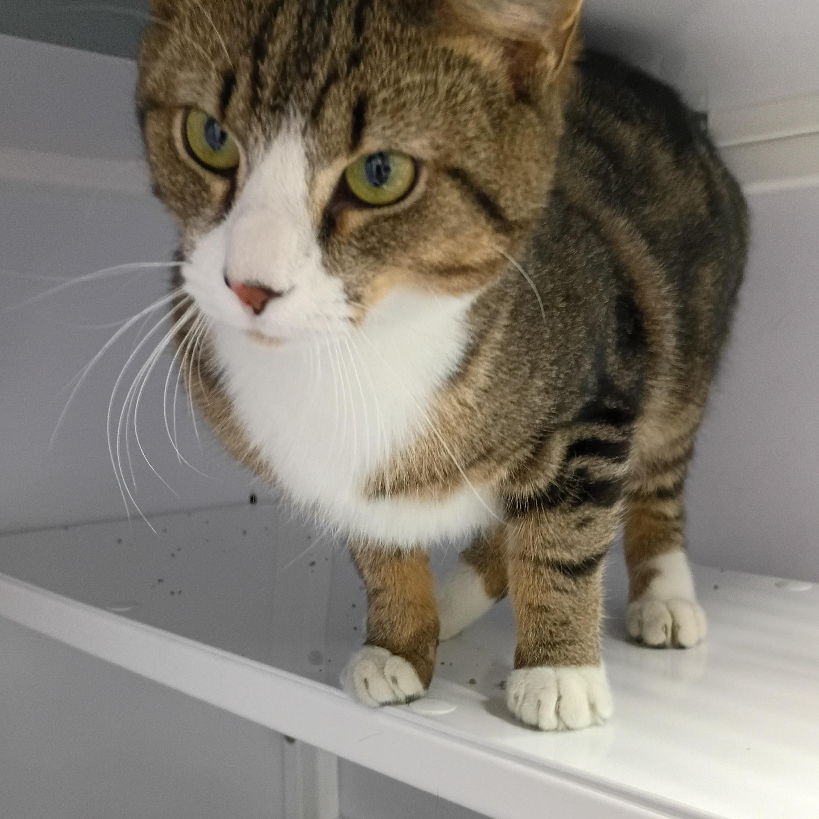 Sunny, Adopted, Young Male Tabby.