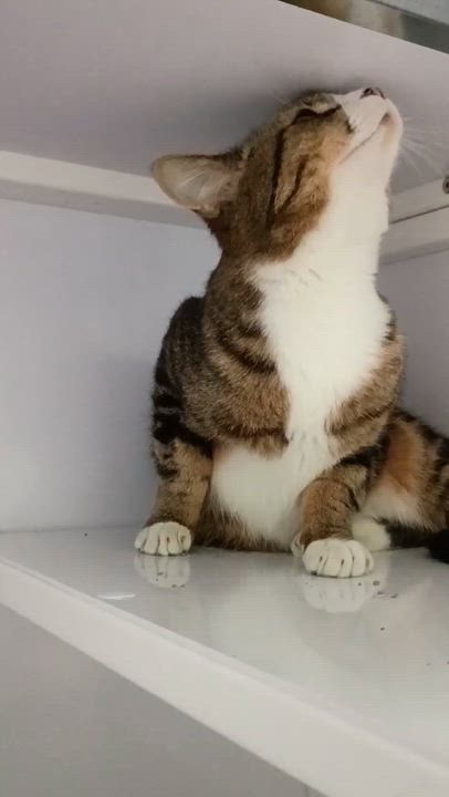 Enlarge Sunny, a Adopted Tabby in Rogersville, TN video 2/4