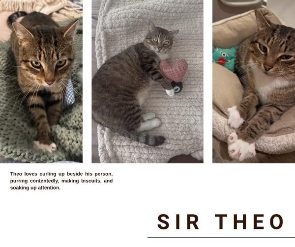 Sir Theo, Adoptable, Adult Male Domestic Short Hair.
