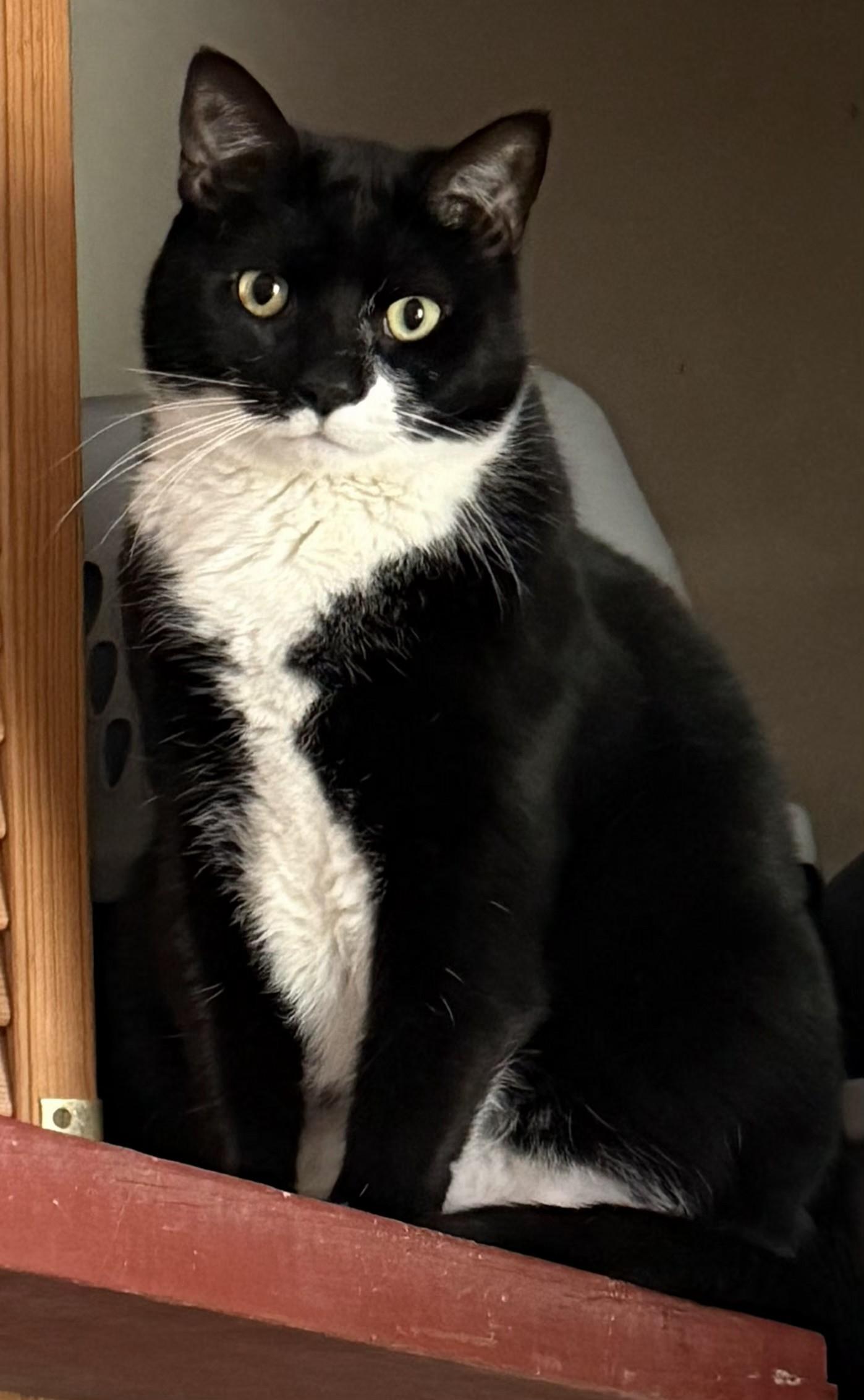 Enlarge Little, an adoptable Tuxedo in Jamesville, NY image 1/6