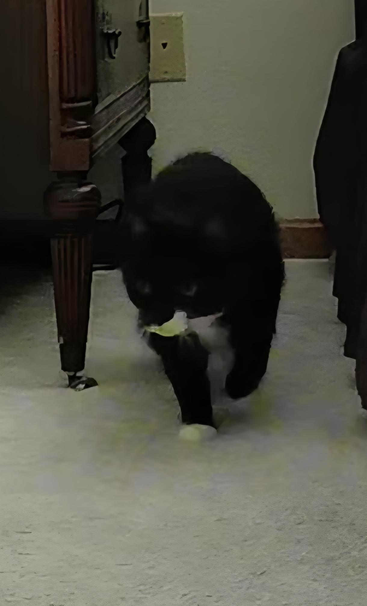 Enlarge Little, an adoptable Tuxedo in Jamesville, NY image 2/6