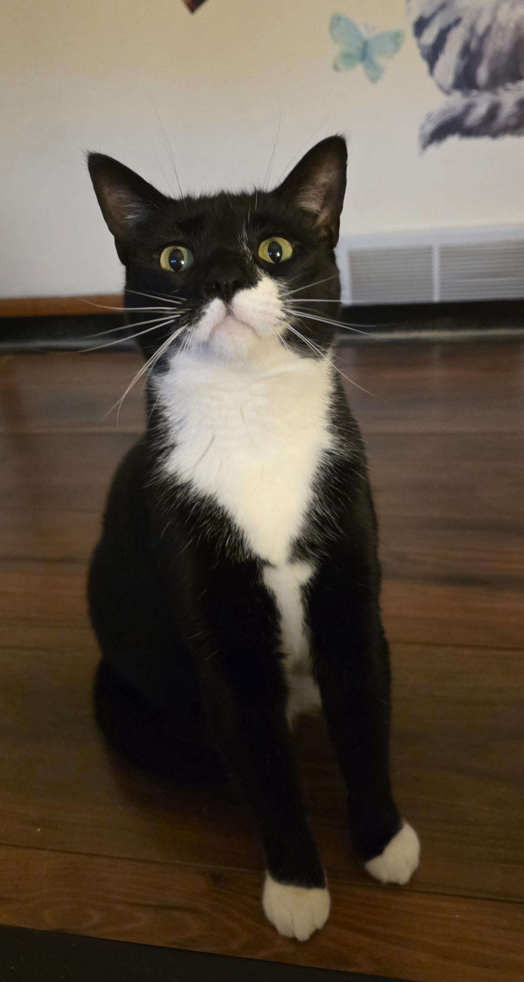 Enlarge Little (and Hissie Fit), a Adoptable Tuxedo in Jamesville, NY image 1/6