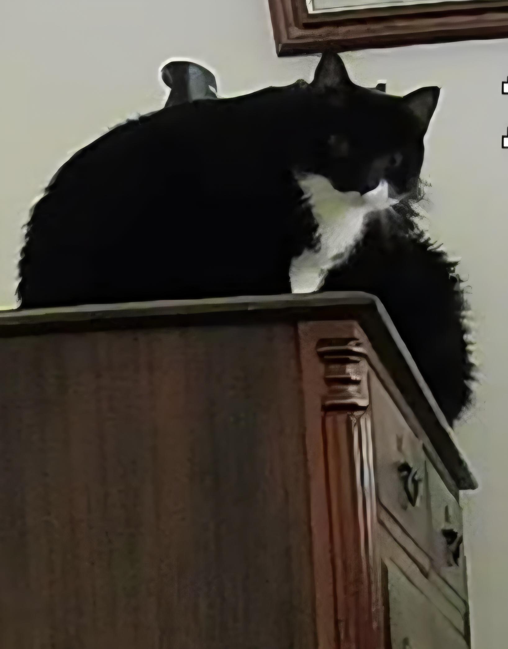 Enlarge Little, an adoptable Tuxedo in Jamesville, NY image 3/6