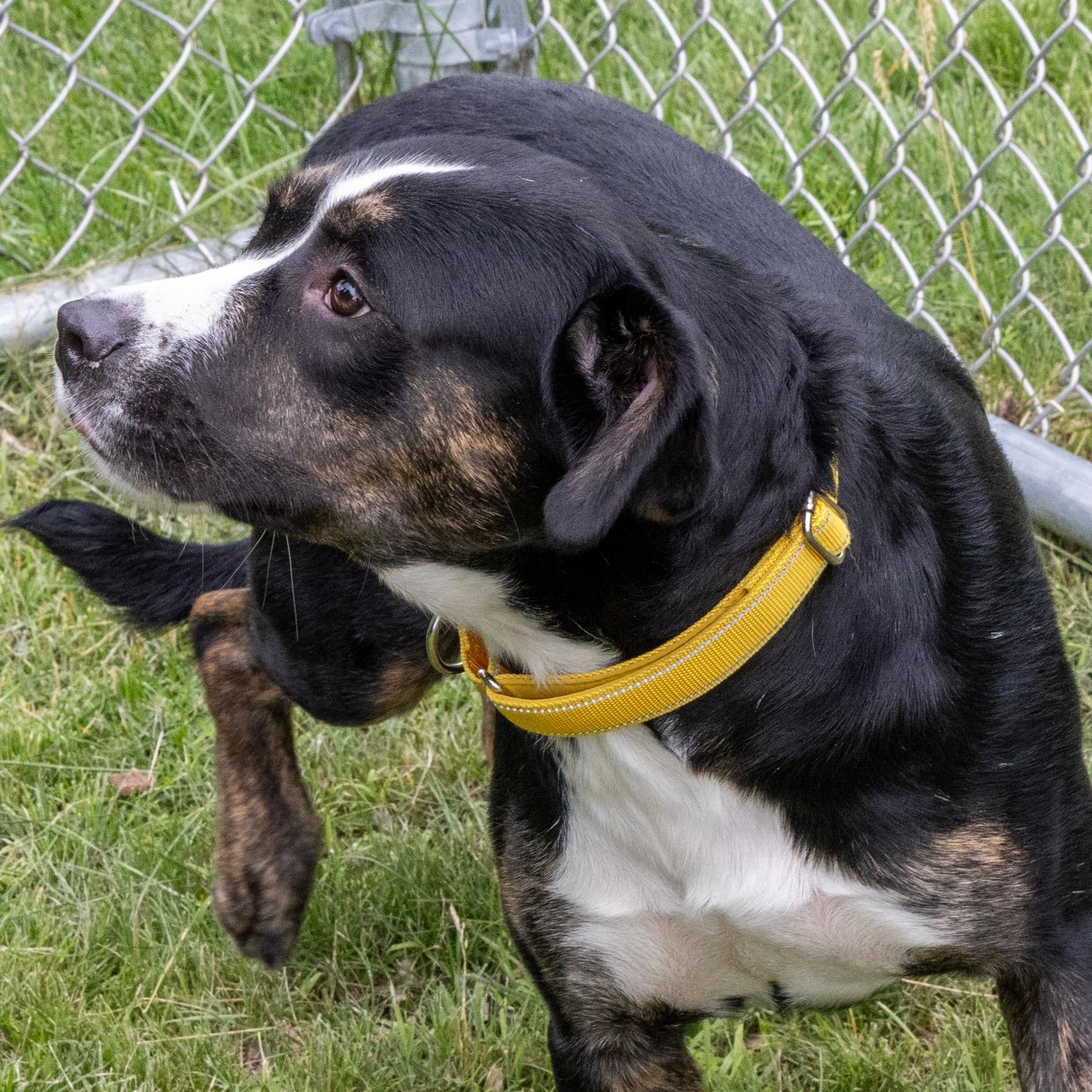 Enlarge Emma, a Adoptable Mixed Breed in Mount Pleasant, MI image 3/3