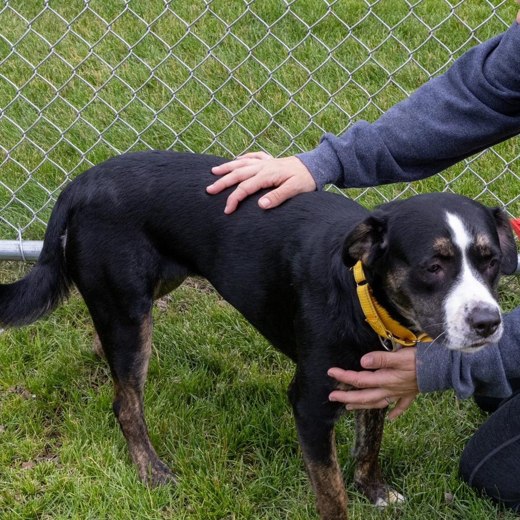 Enlarge Emma, a Adoptable Mixed Breed in Mount Pleasant, MI image 2/3