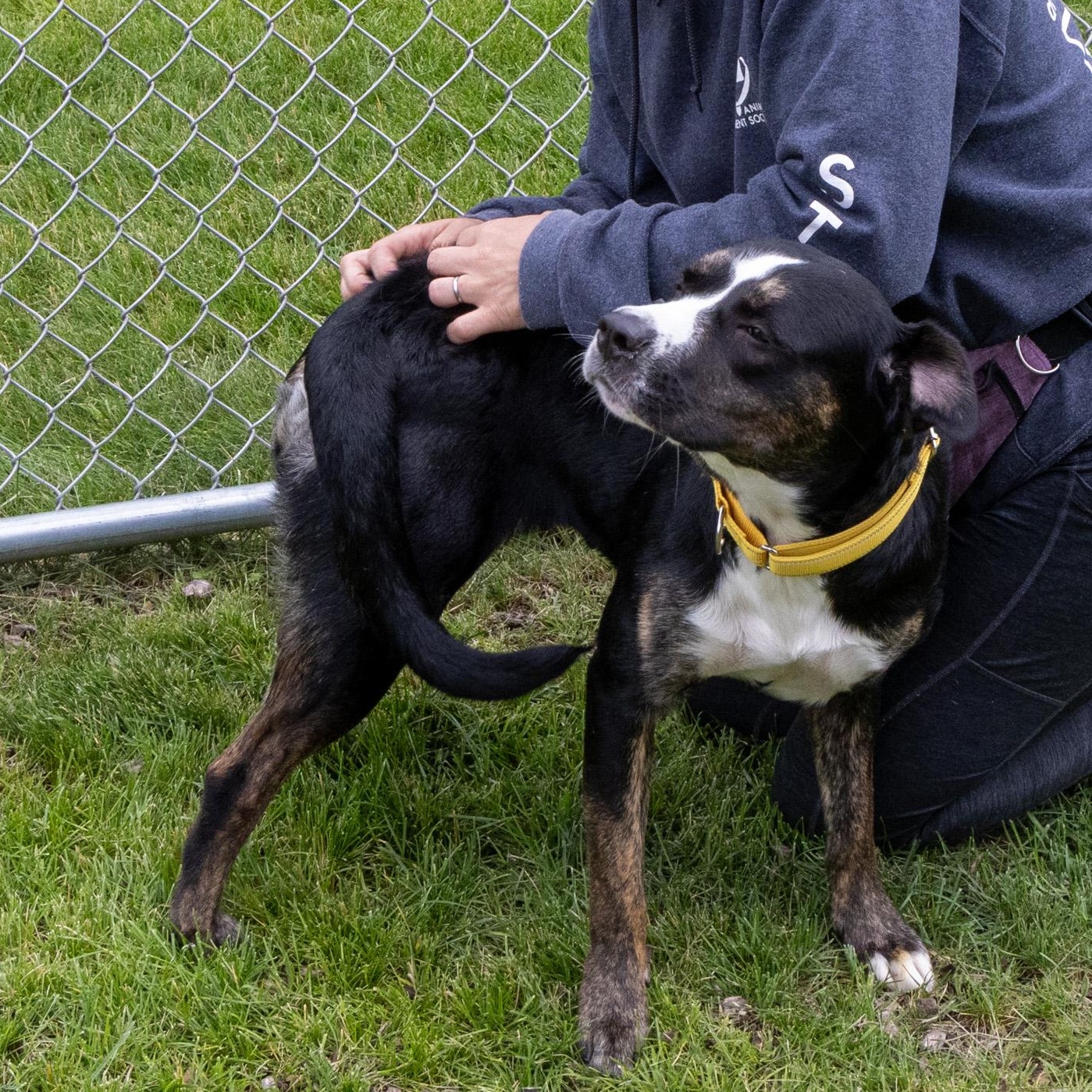 Emma, Adoptable, Adult Female Mixed Breed.