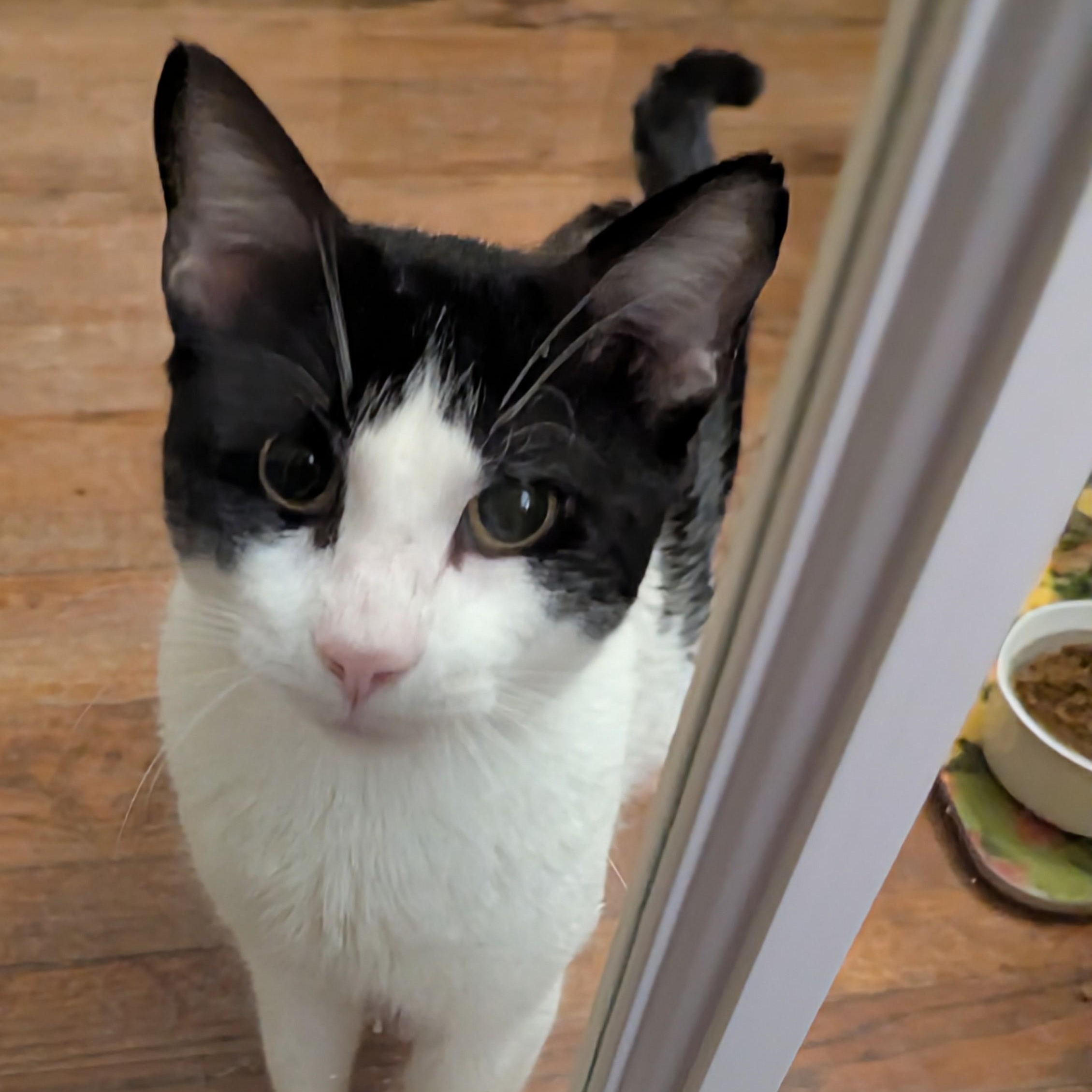 Gentle Jupiter, a Adoptable American Shorthair in Groton, CT image 6/6