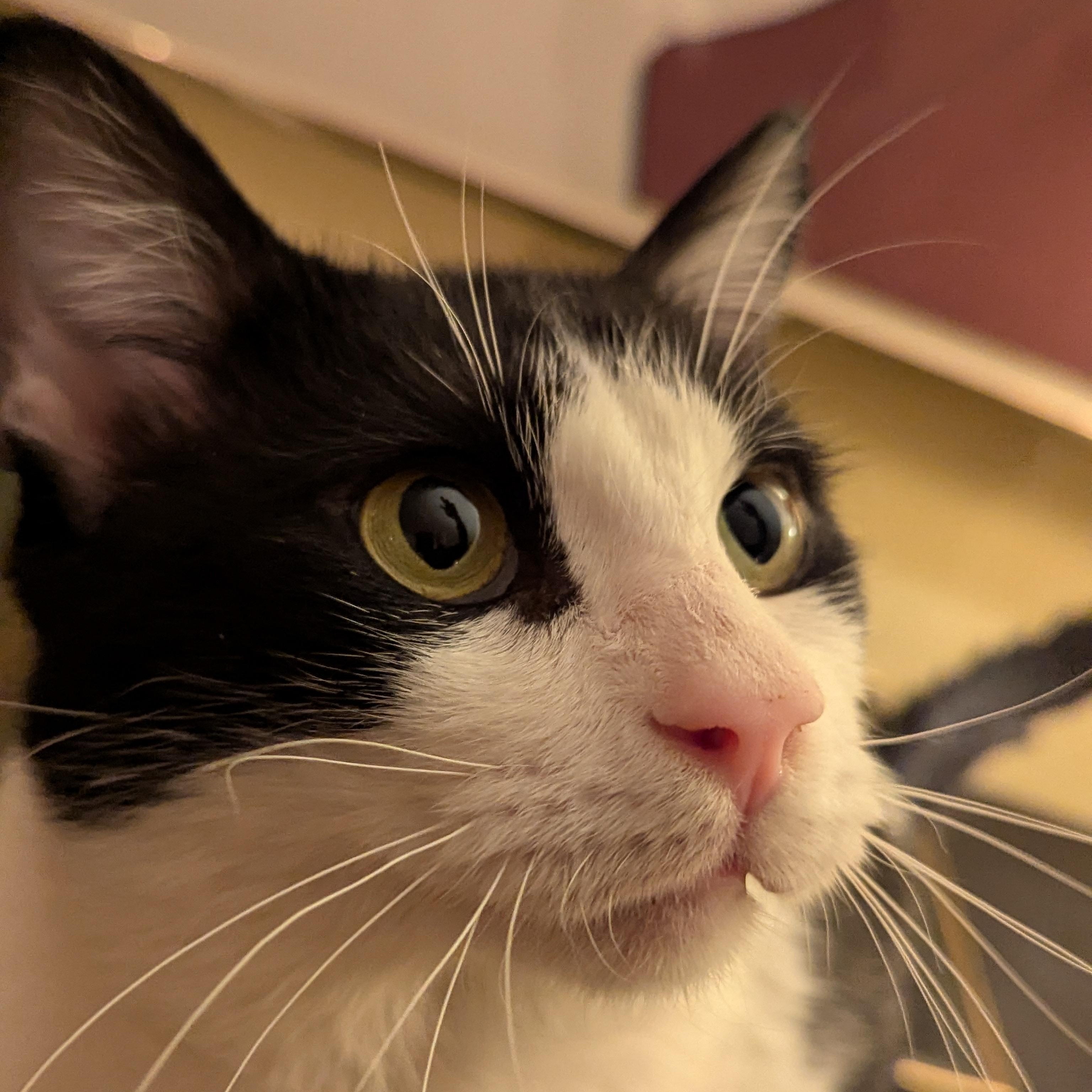 Gentle Jupiter, a Adoptable American Shorthair in Groton, CT image 5/6
