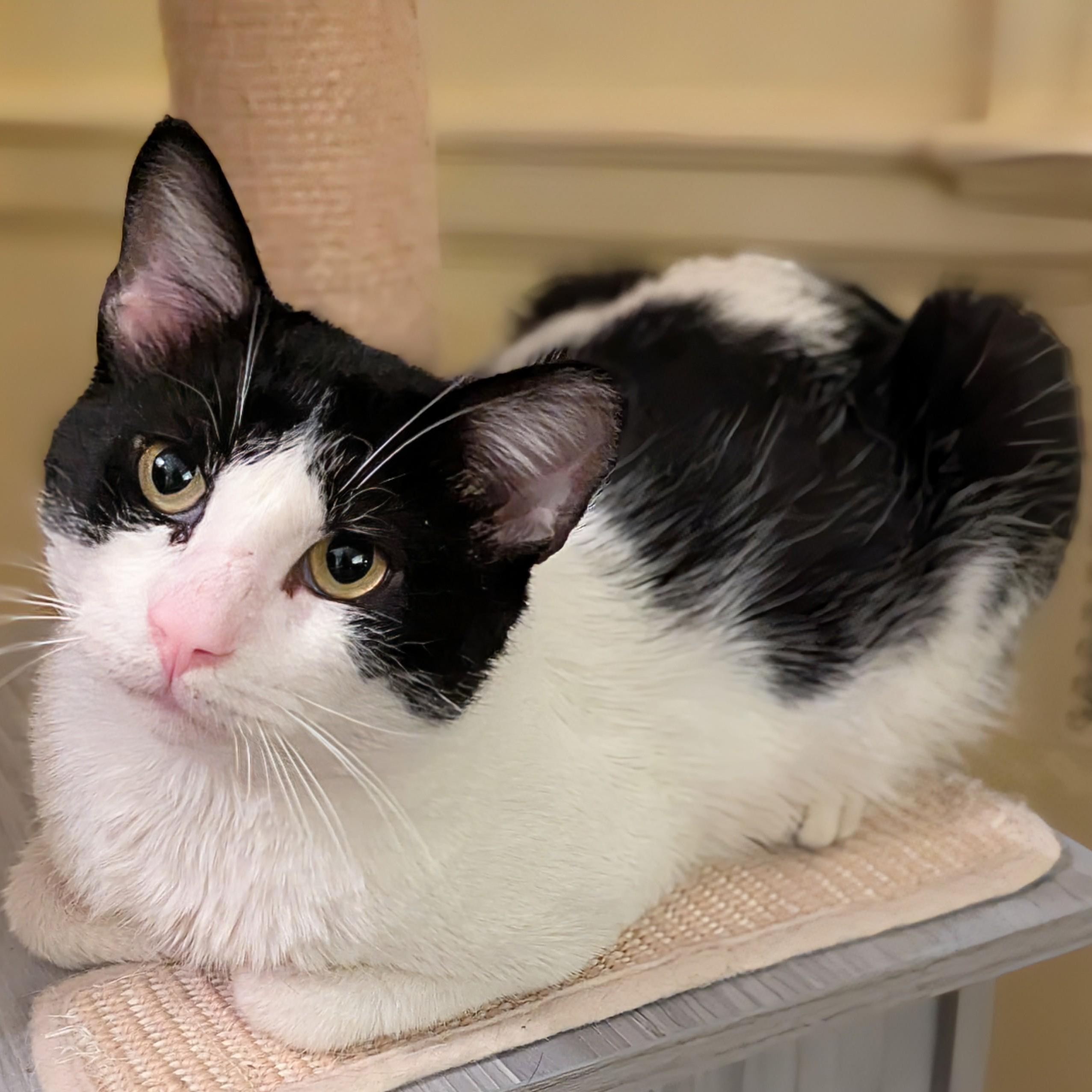 Gentle Jupiter, Adoptable, Young Male American Shorthair.