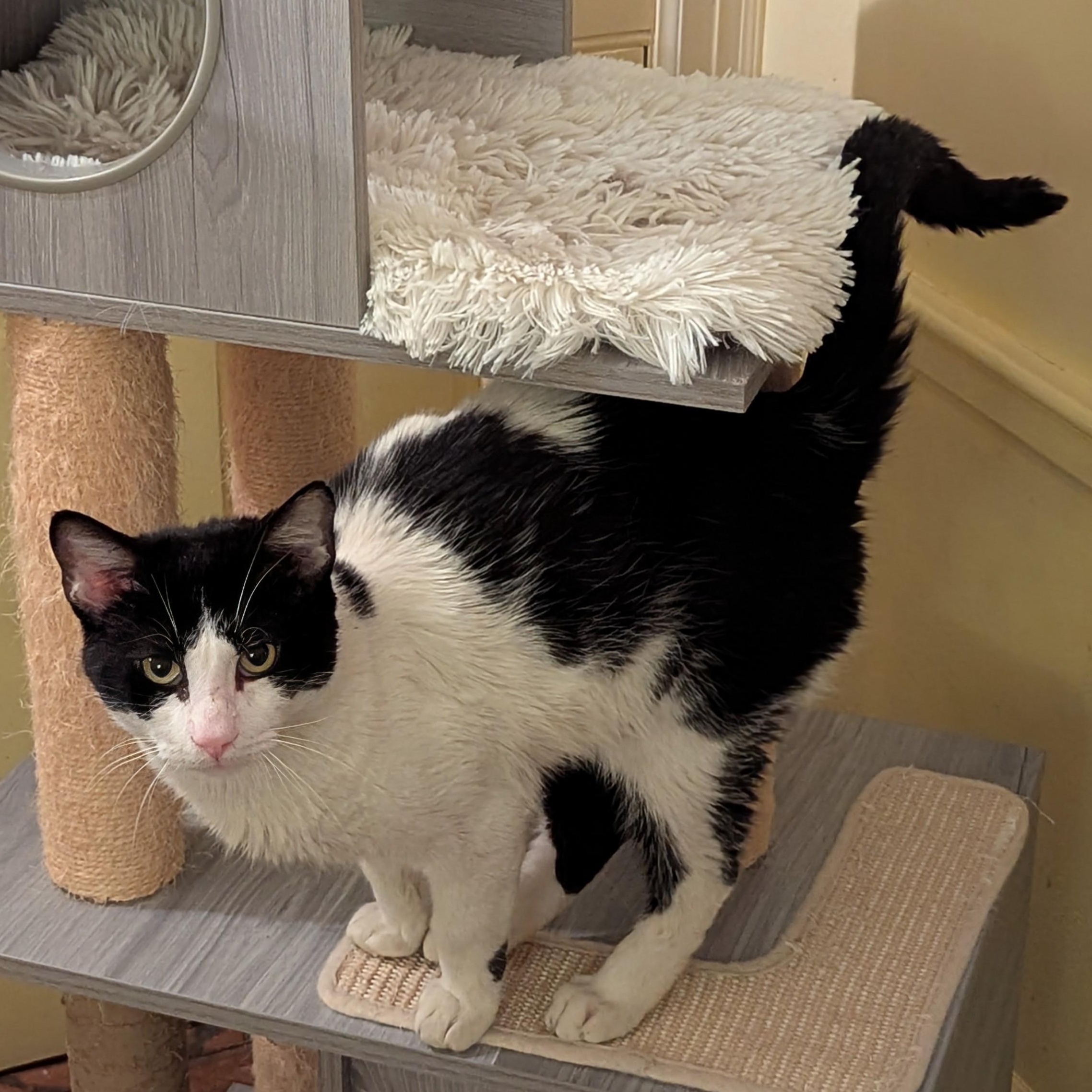 Gentle Jupiter, a Adoptable American Shorthair in Groton, CT image 4/6