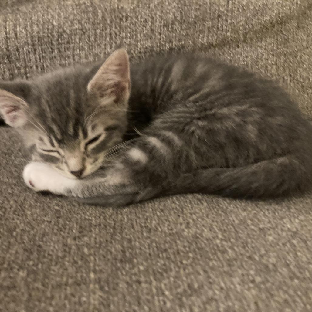 Jude, Adoptable, Kitten Male Domestic Short Hair.