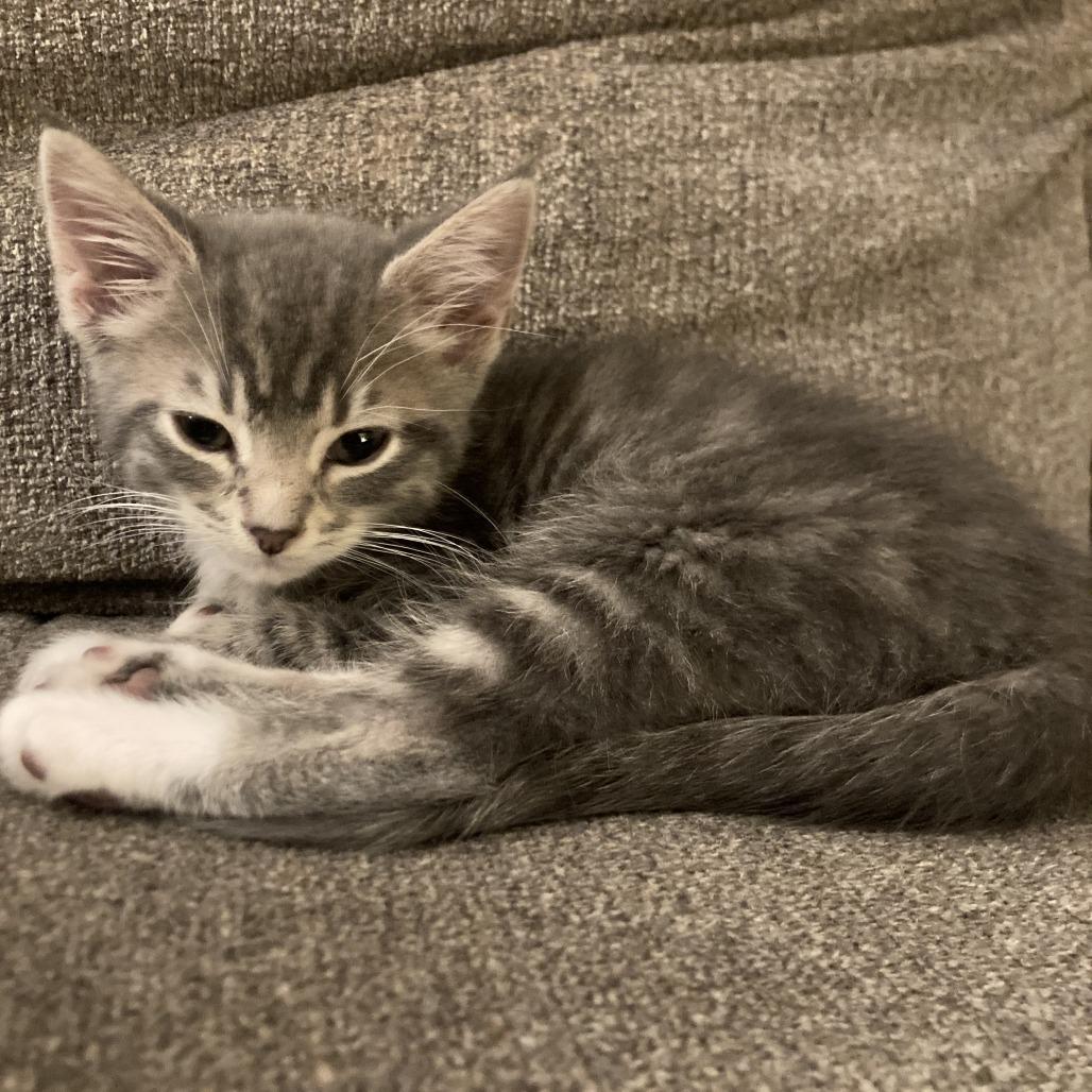 Enlarge Jude, a Adoptable Domestic Short Hair in Bloomington, IL image 2/5