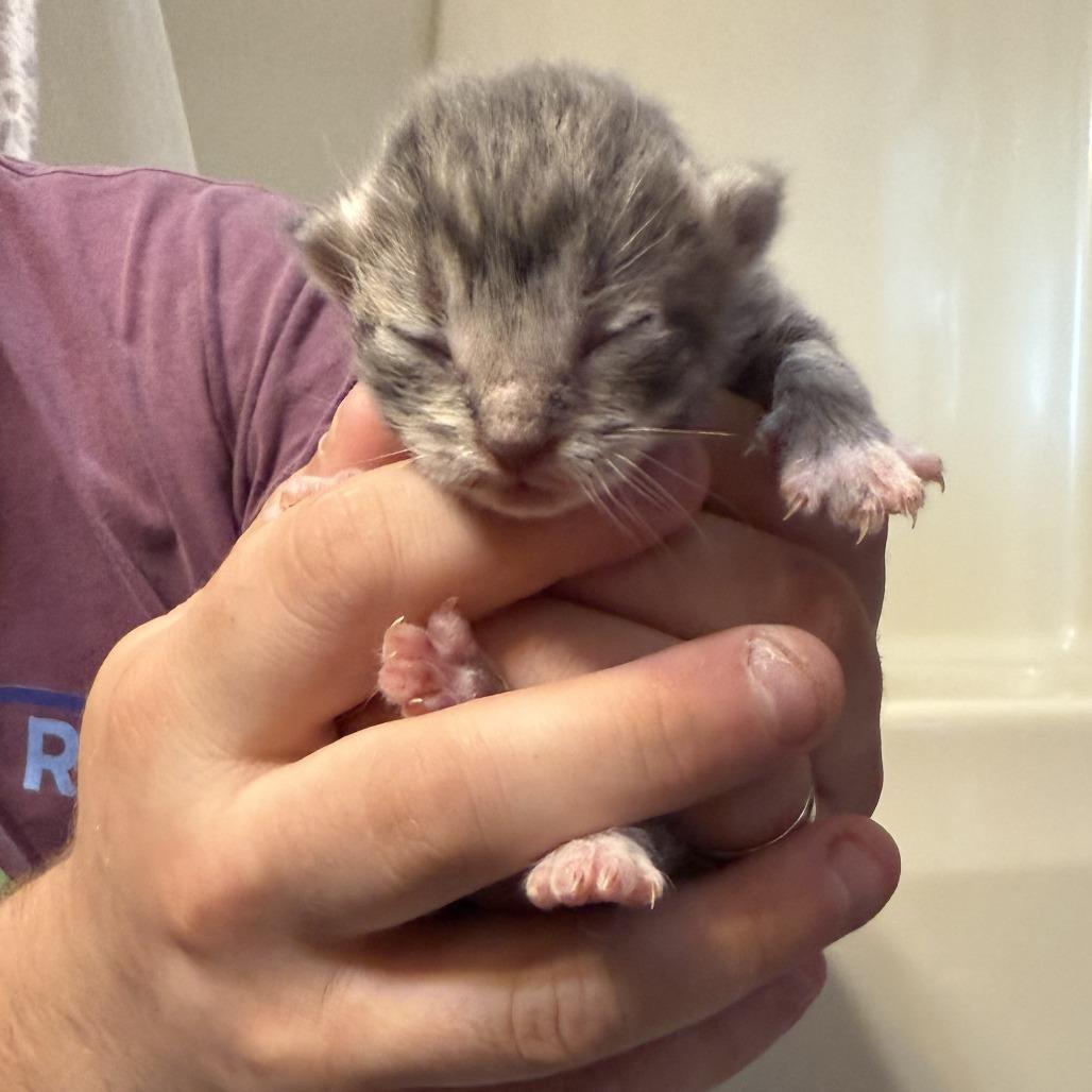 Enlarge Jude, a Adoptable Domestic Short Hair in Bloomington, IL image 5/5