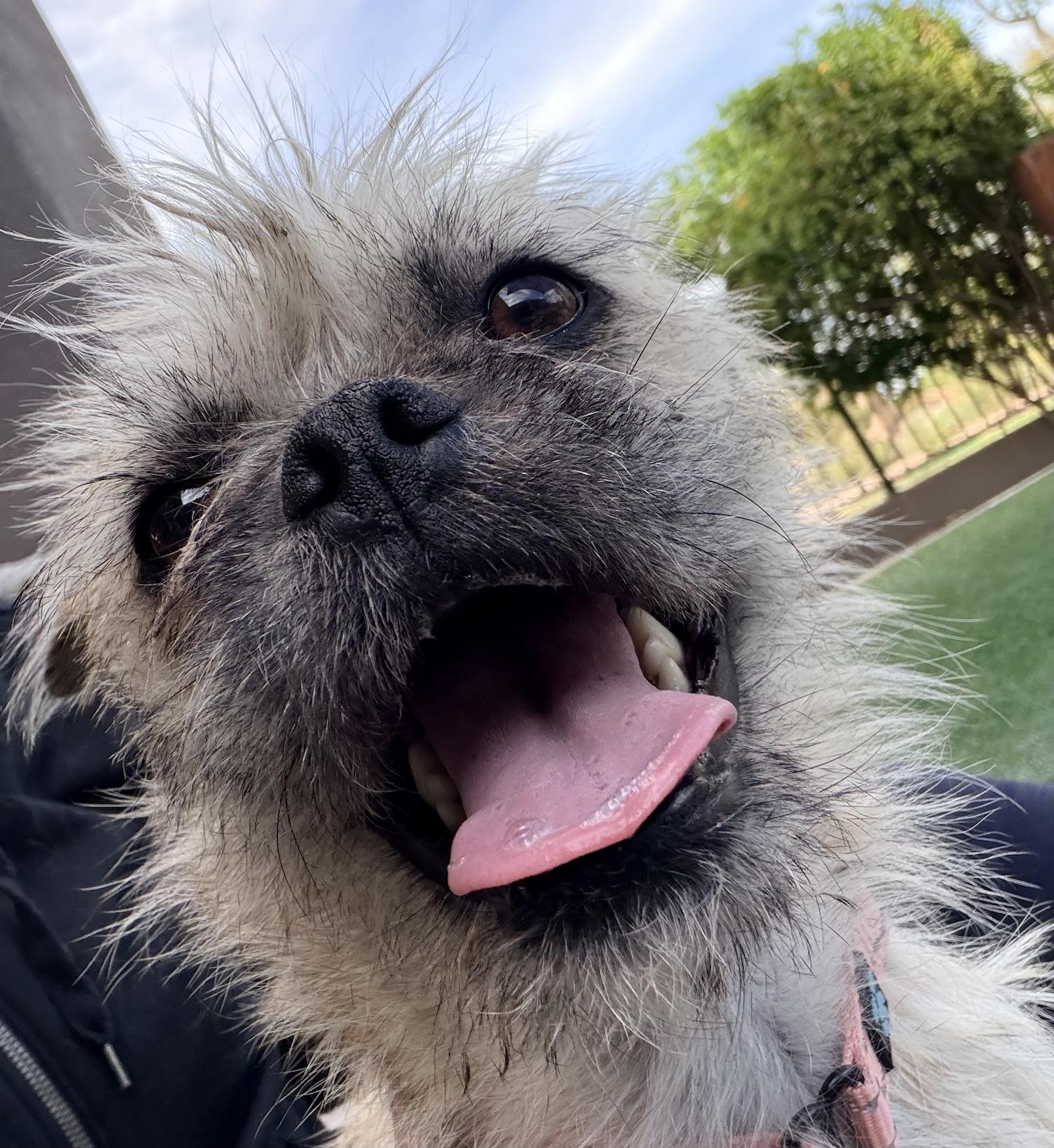 Enlarge Reba, a Adoptable mixed breed in Scottsdale, AZ image 1/6