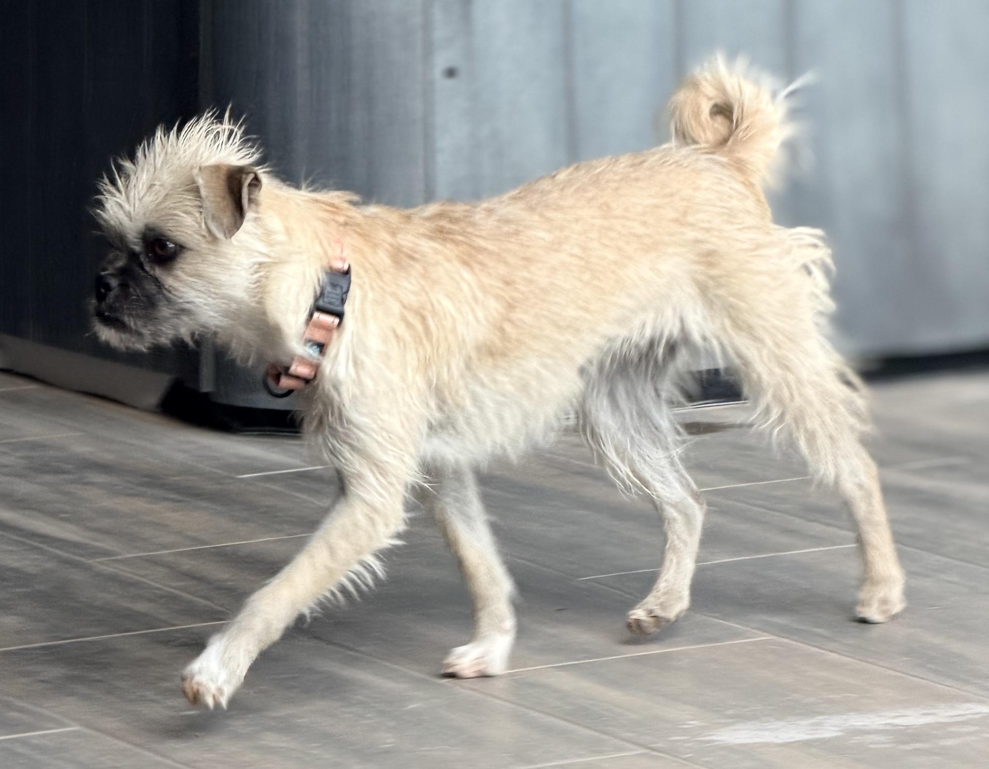 Enlarge Reba, a Adoptable mixed breed in Scottsdale, AZ image 2/6