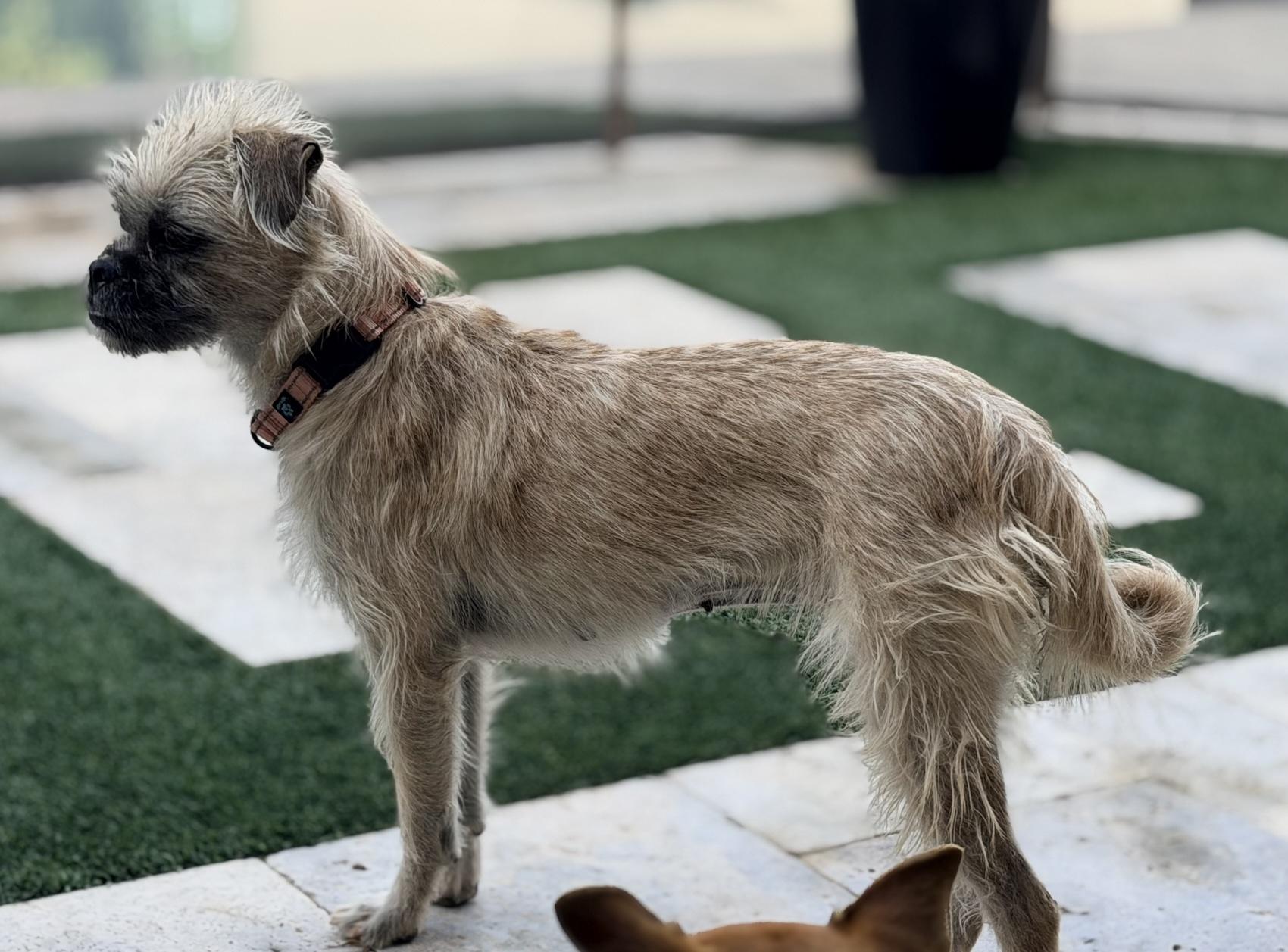 Enlarge Reba, a Adoptable mixed breed in Scottsdale, AZ image 3/6