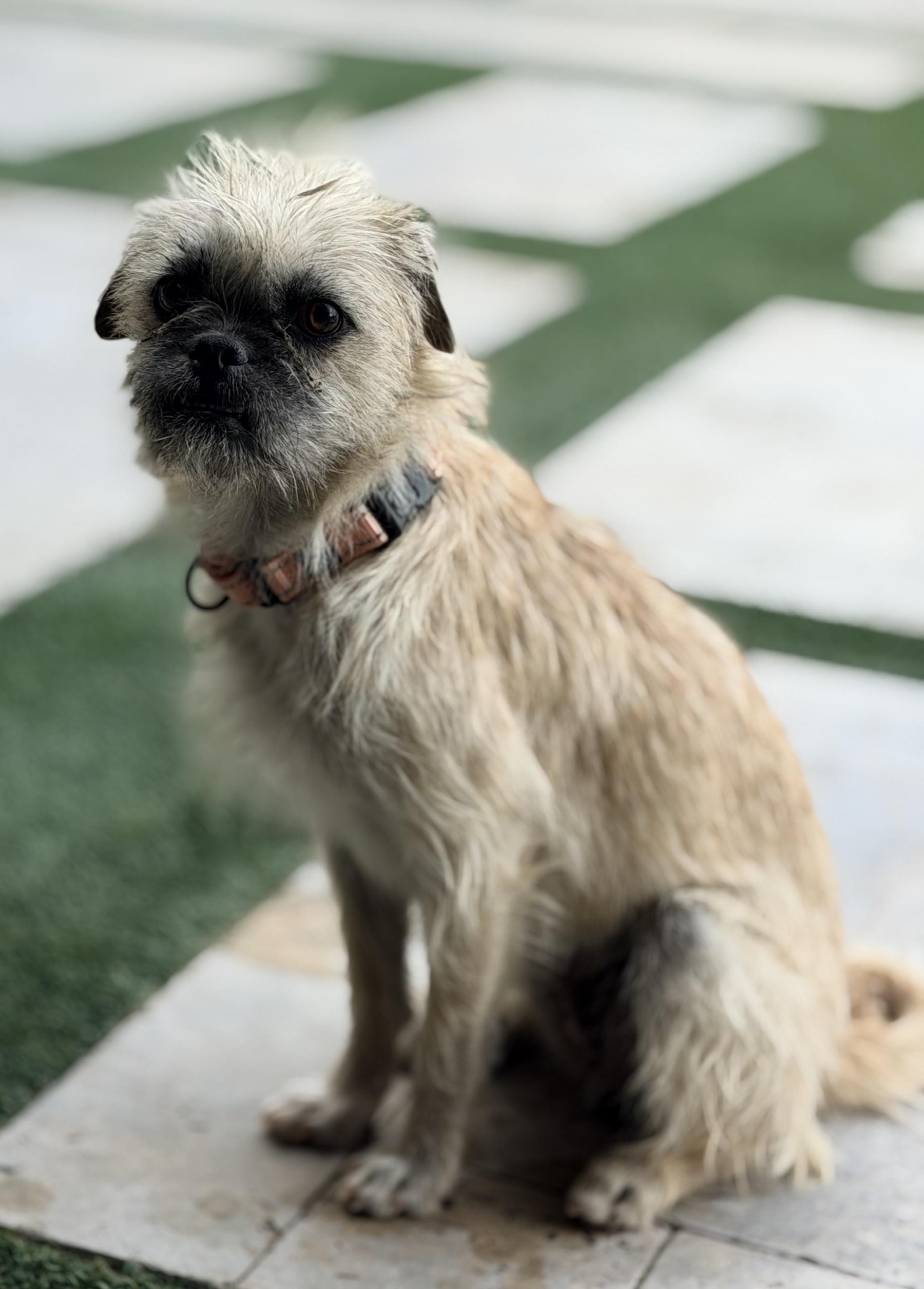 Enlarge Reba, a Adoptable mixed breed in Scottsdale, AZ image 5/6