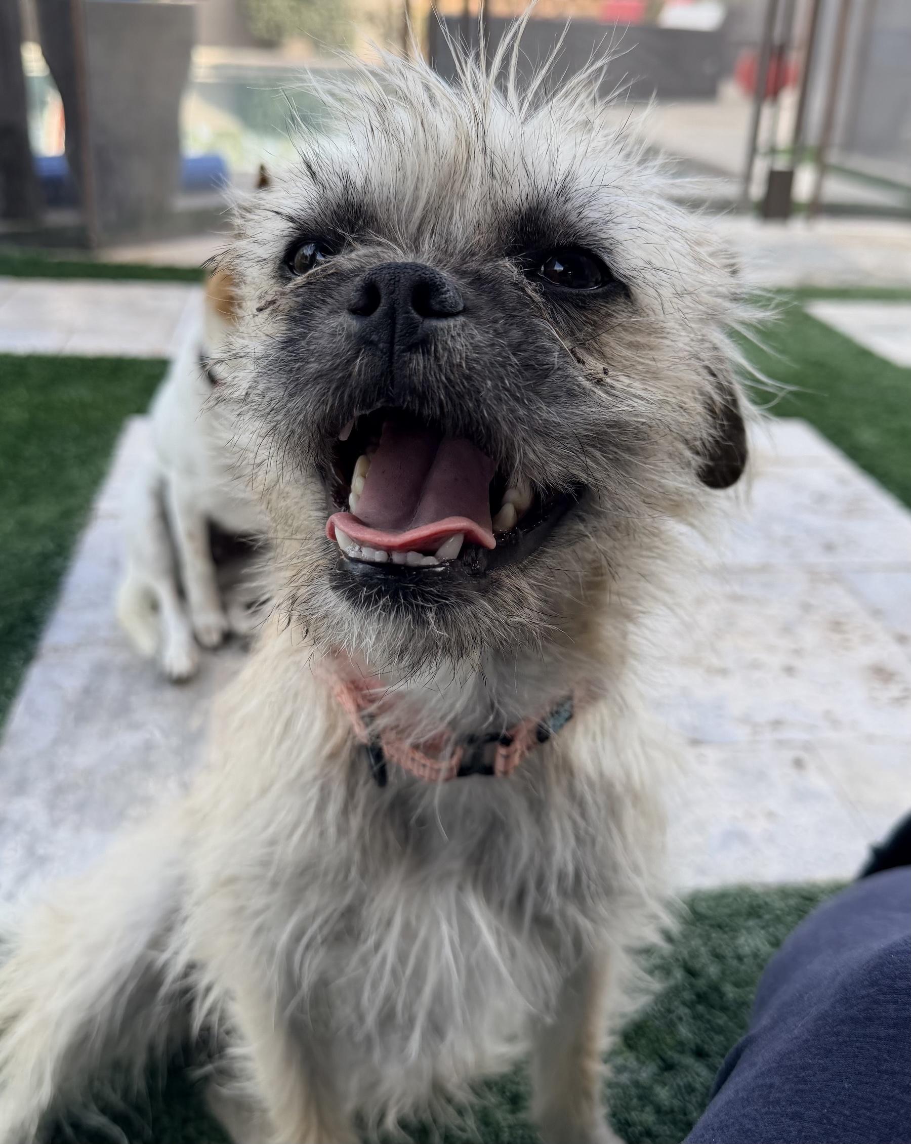 Enlarge Reba, a Adoptable mixed breed in Scottsdale, AZ image 6/6