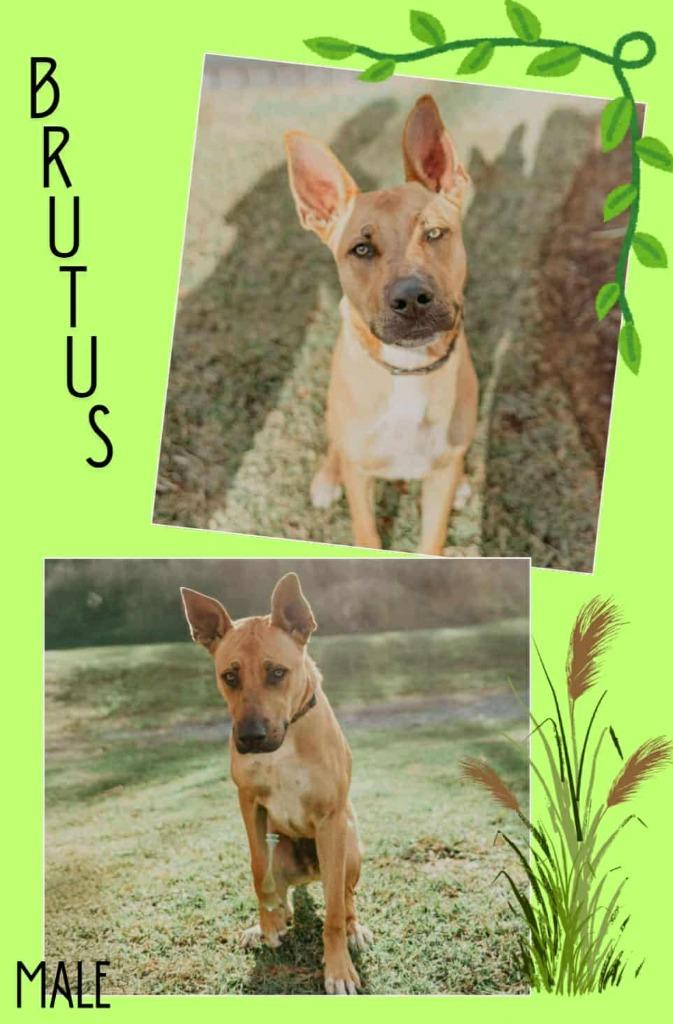Brutus aka Rocko, Adoptable, Young Male Shepherd & Mixed Breed.