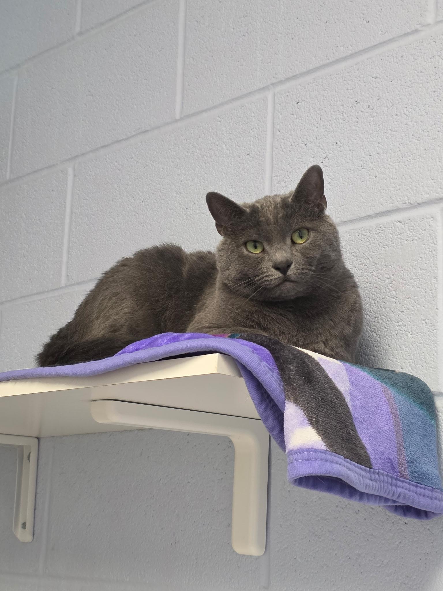 Storm, a Adoptable mixed breed in Prince Frederick, MD image 4/5