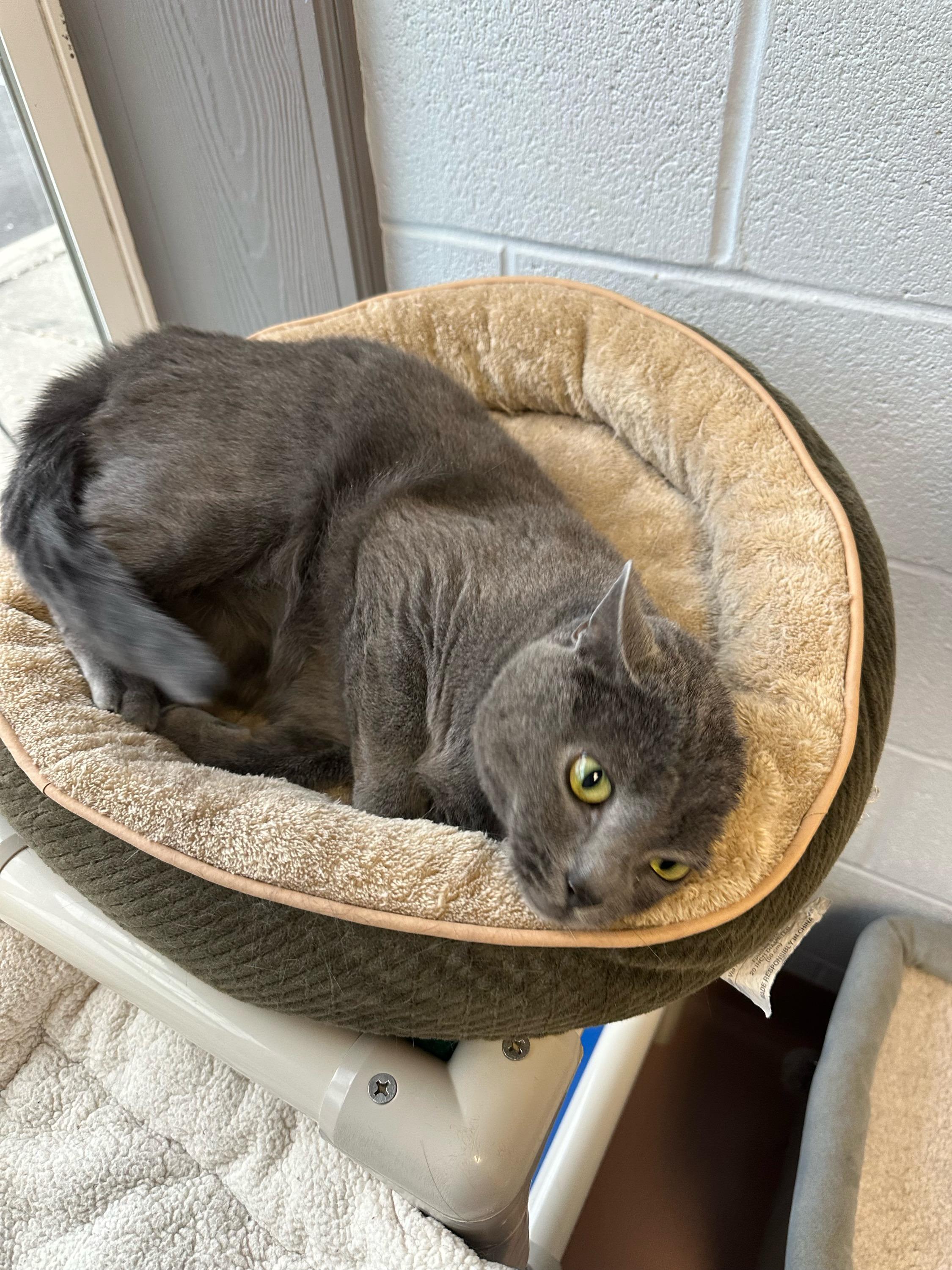 Storm, a Adoptable mixed breed in Prince Frederick, MD image 5/5