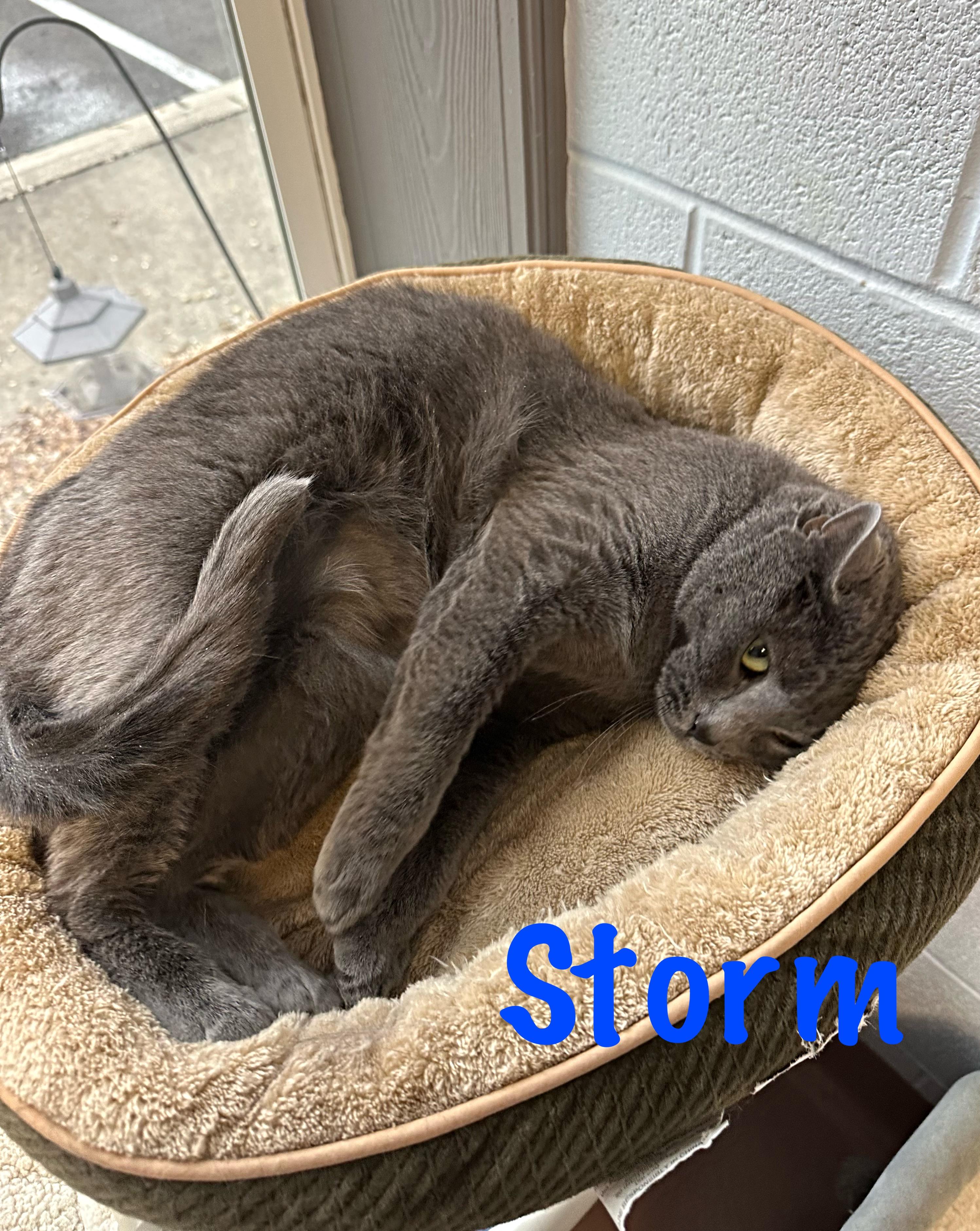 Storm, a Adoptable mixed breed in Prince Frederick, MD image 1/5