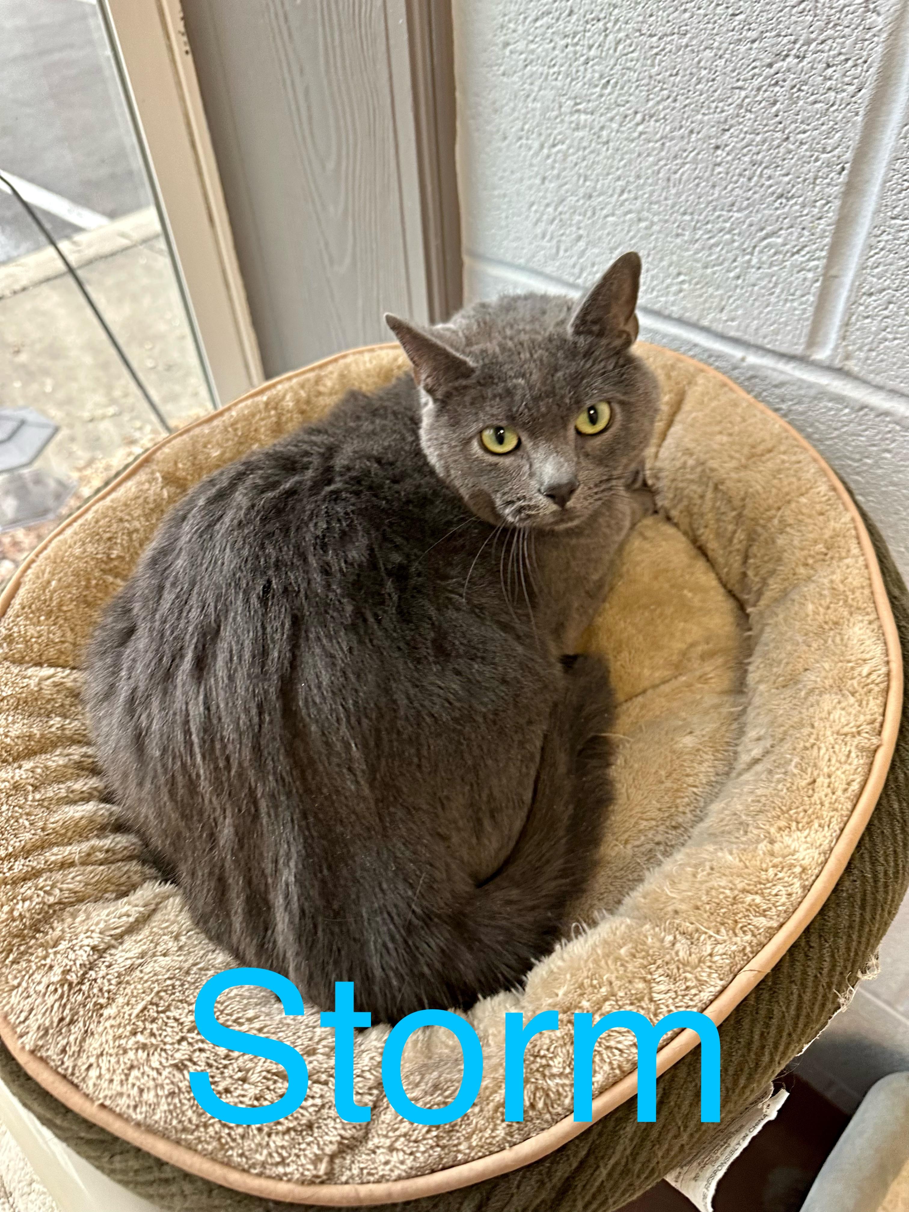 Storm, a Adoptable mixed breed in Prince Frederick, MD image 3/5