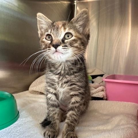 Cake, Adopted, Kitten Female Domestic Short Hair.